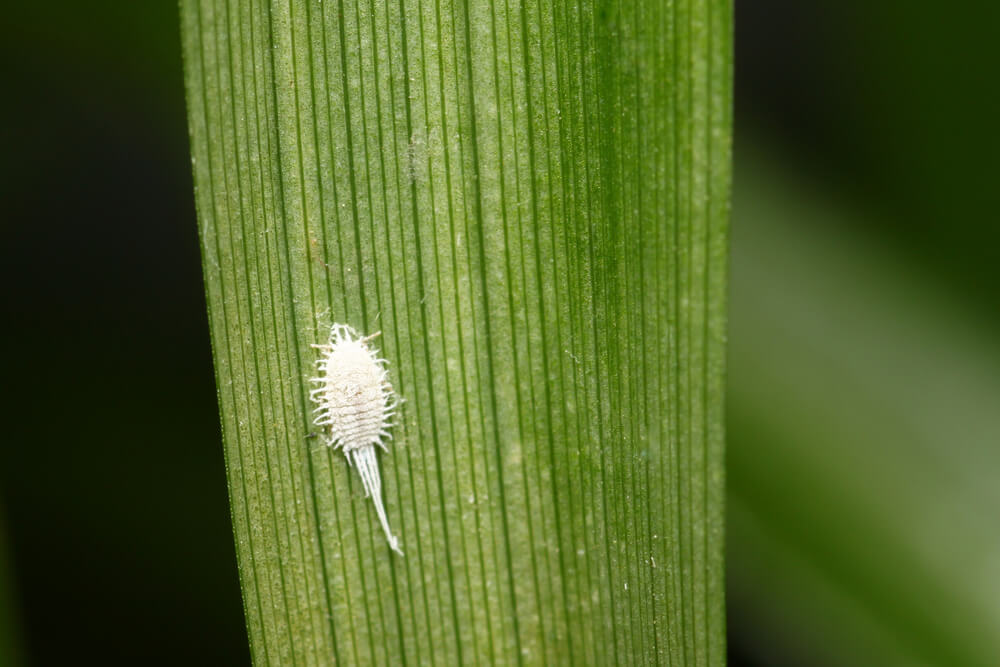 ပိုးစေးနှဲအကြောင်း သိကောင်းစရာများ