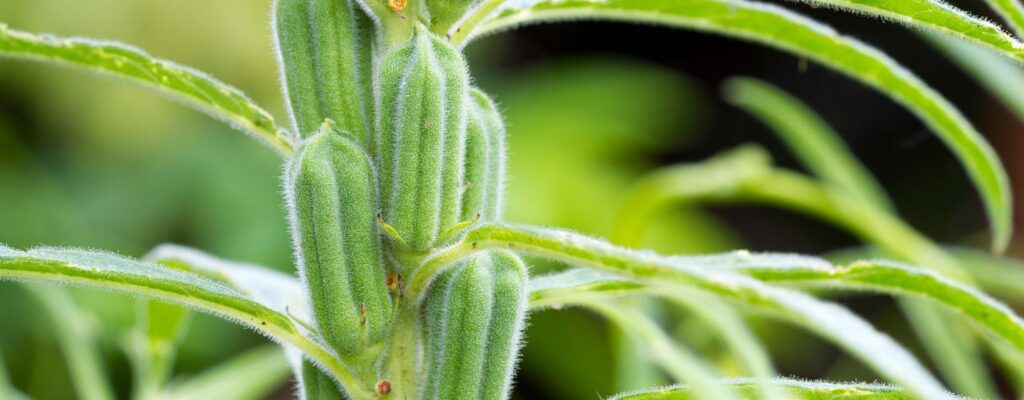 နှမ်းသီးနှံတွင် ပိုးမွှားရောဂါကျရောက်မှု သက်သာစေရန် ကြိုတင်ကာကွယ်ခြင်း
