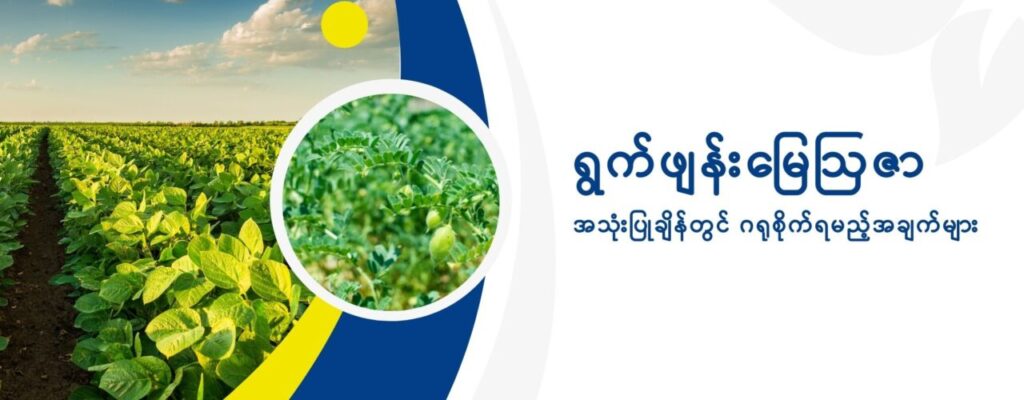 ရွက်ဖျန်းမြေဩဇာအသုံးပြုချိန်တွင် ဂရုစိုက်ရမည့်အချက်များ