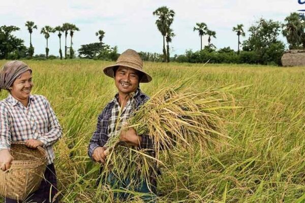 လပွတ္တာမှ စပါးစိုက်တောင်သူများ ဝင်ငွေတိုးတက်စေရေး NGO နှင့် ပုဂ္ဂလိကကဏ္ဍတို့ပူးပေါင်း