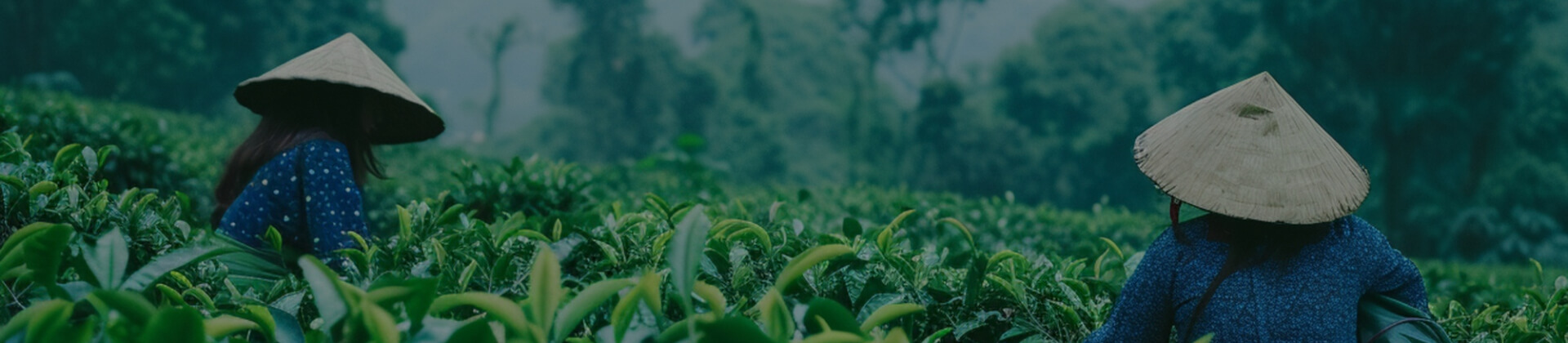 ပဲတီစိမ်း