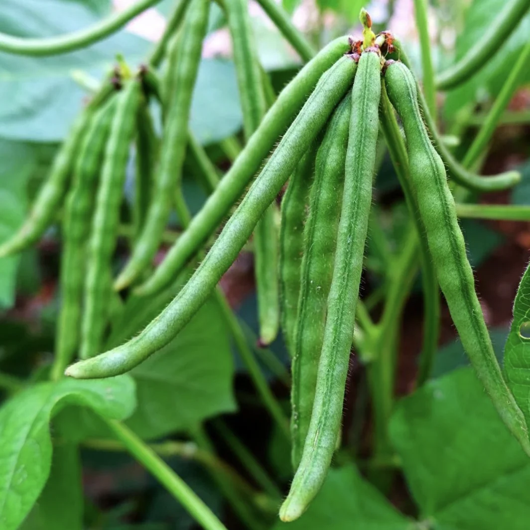 ပဲတီစိမ်း